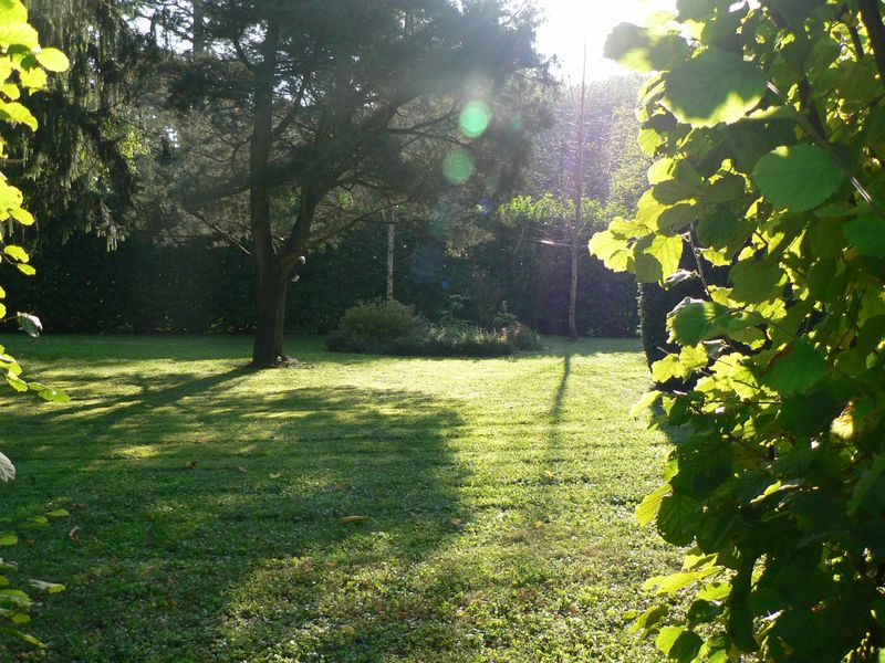 entretien de jardin, espaces verts  taille de haie à Lyon 