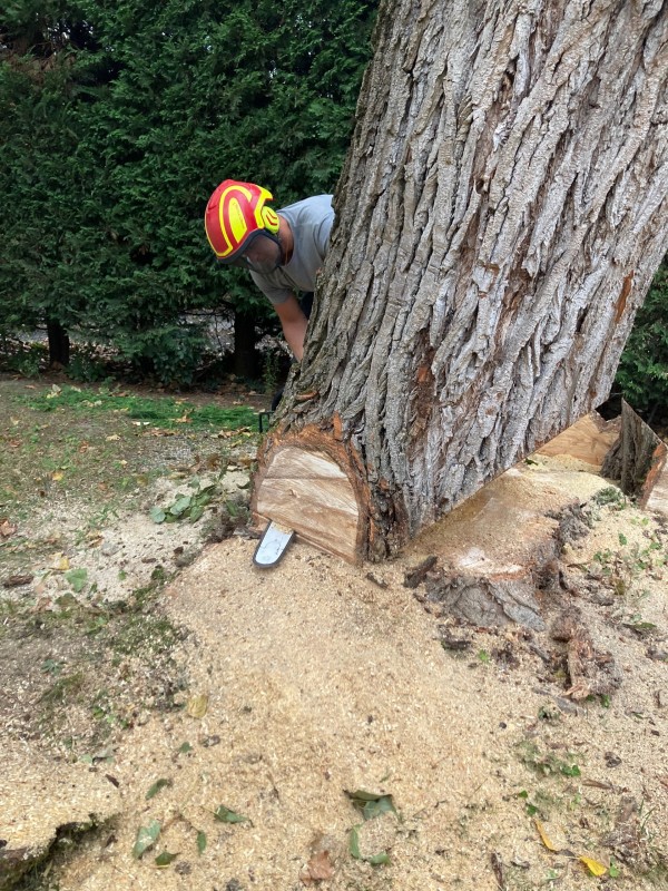 abattage d'un arbre à Saint cyr au mont d'or