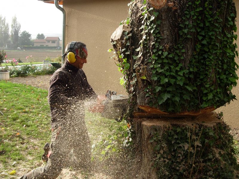 abattage d'arbre à montanay