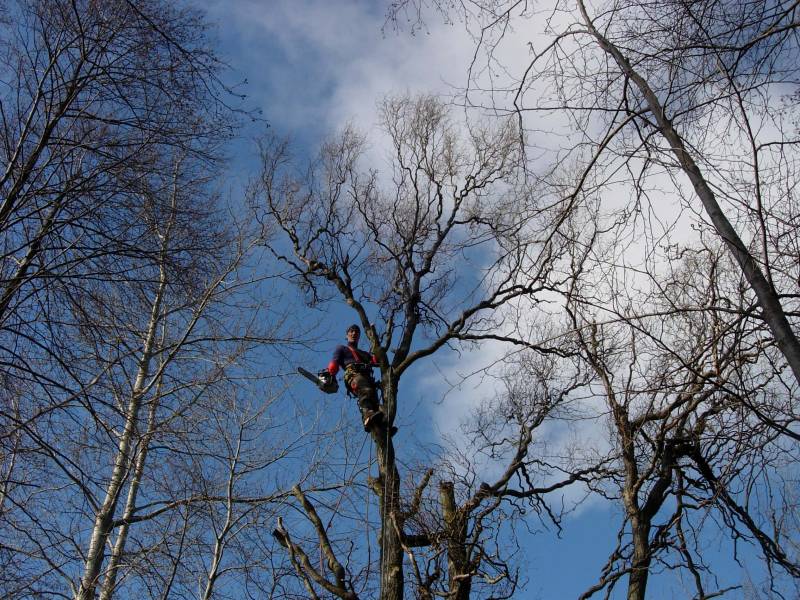 Elagage d'arbres à Couzon au Mont d'or