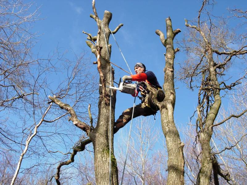 Taille et mise en forme d 'arbres à Montanay