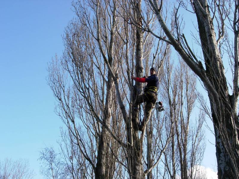 Elagage d'arbres dans le val de saône