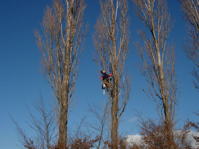 élégage d'arbre à caluire