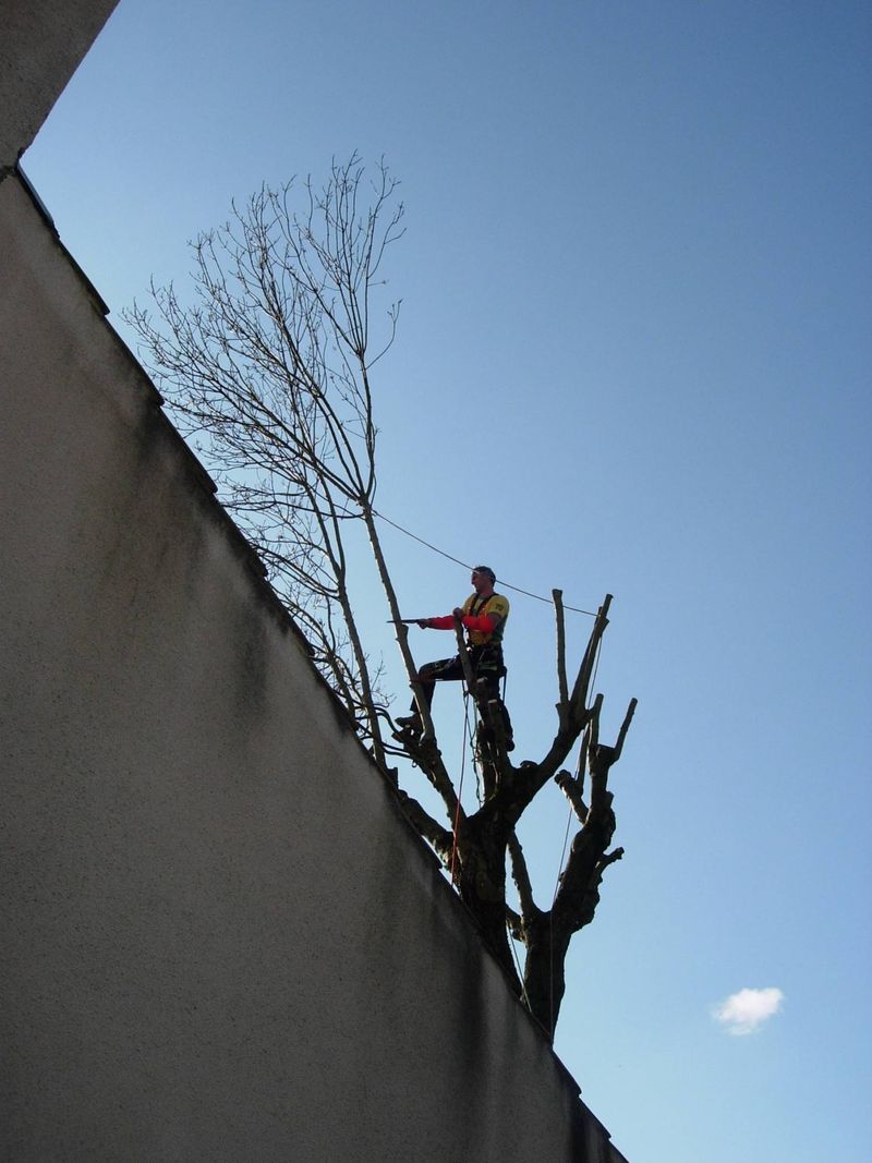 abattage et élagage d'arbres dangereux à Sathonay village, montanay, fontaines saint martin