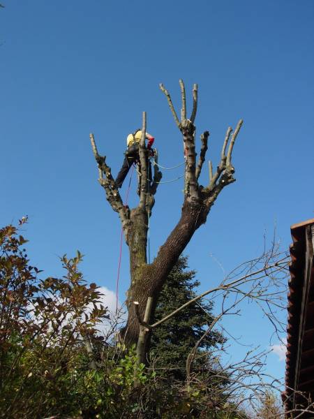 Elagage d'arbres à Fontaines sur saône