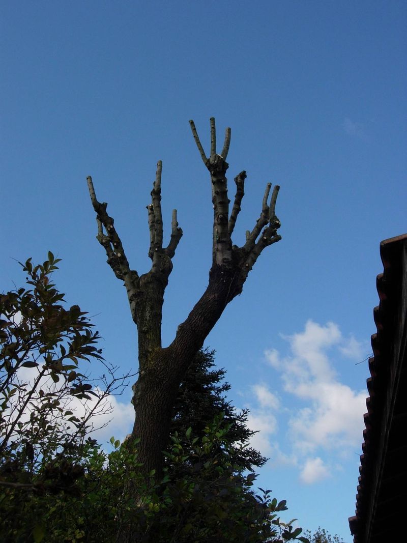 elagage d'arbre à sathonay village
