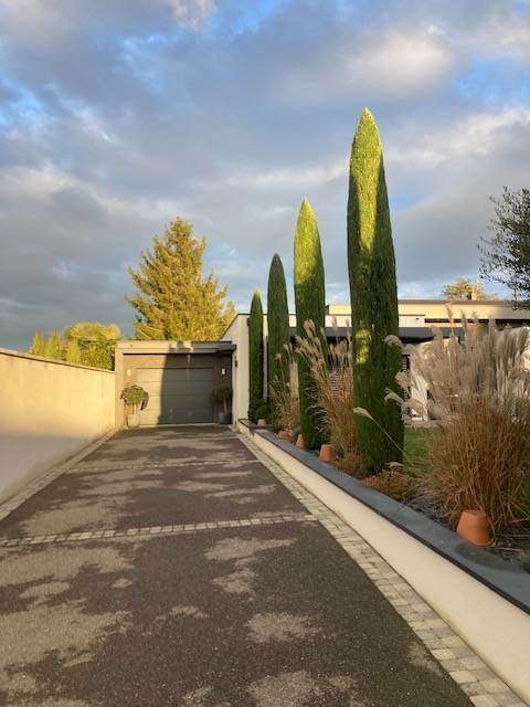 Taille de cyprés dans les monts d'or