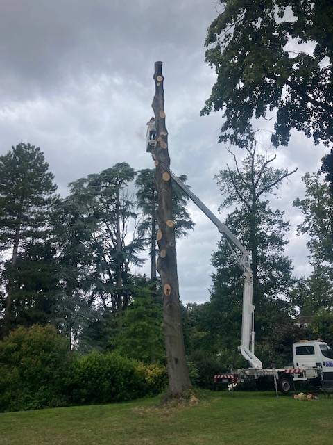 Démontage d'un arbre mort à Cailloux sur fontaines