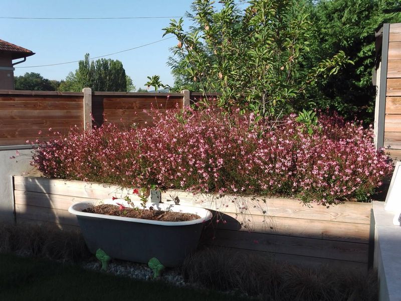 Entretien de jardin, taille de haie à dardilly