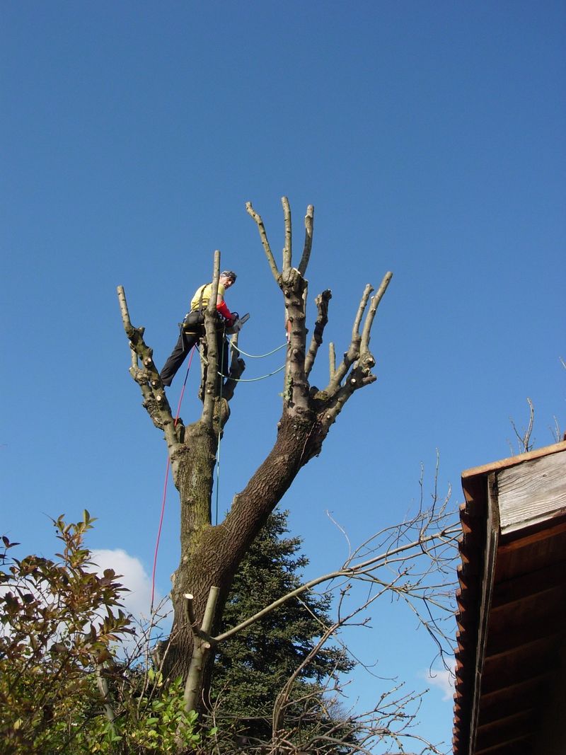 élagage d'arbres à Collonges au Mont d'or