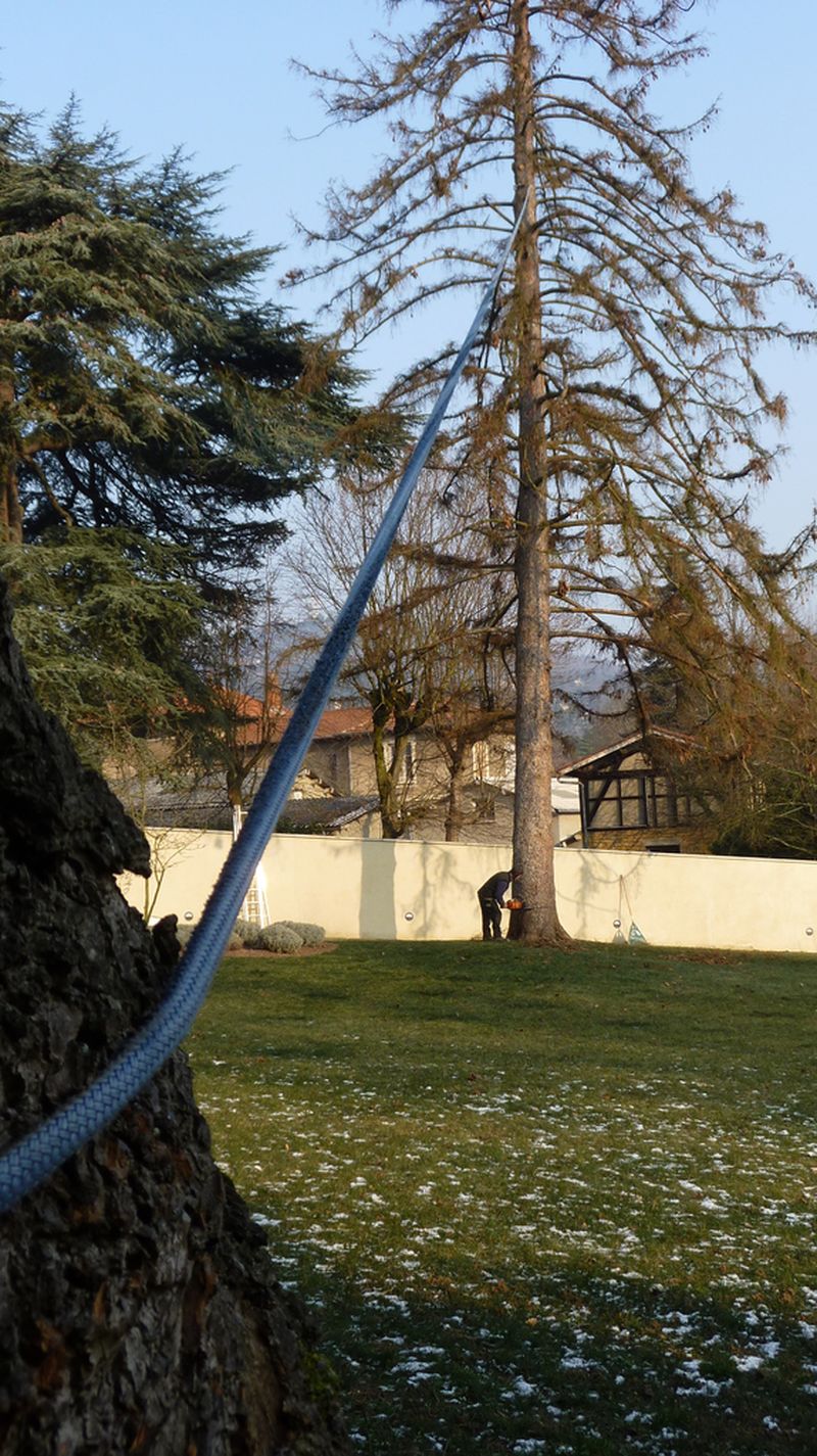 Abattage et démontage d'un sapin à Saint didier au mont d'or
