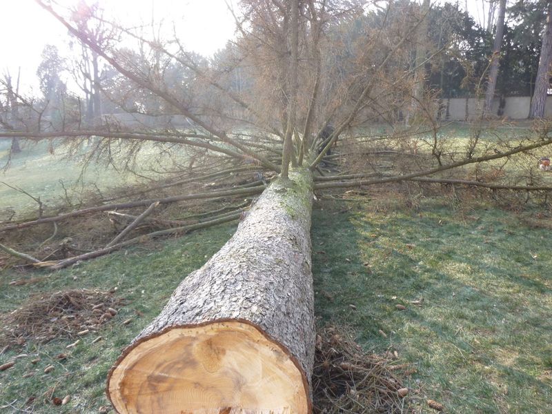 Abattage d'un sapin à Saint Cyr au mont d'or