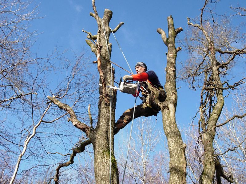 Elagage et abattage d'arbres au nord de Lyon, de Villefranche à Civrieux