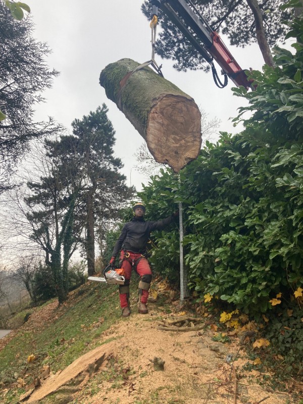 Abattage à Saint André de Corcy