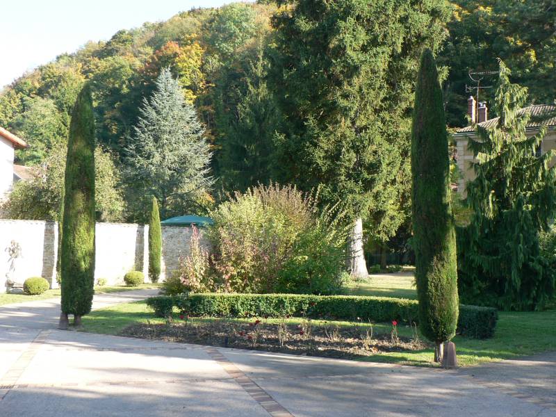 Taille de cyprés à chatillon sur chalaronne 